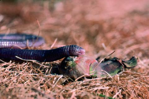 image Culebrilla ciega (Blanus cinereus)