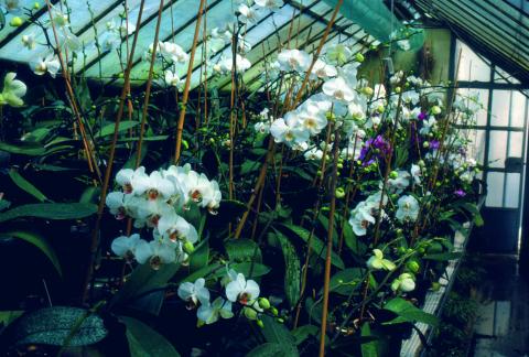image Phaleonopsis, Phal, Orquídea alevilla, Orquídea mariposa (Phalaenopsis sp.) 