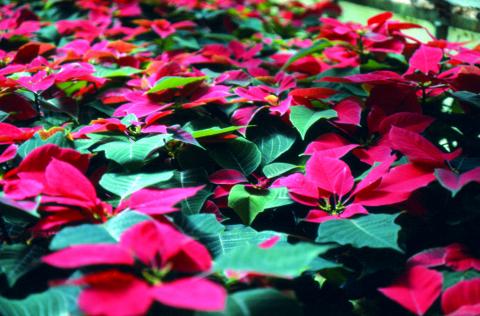 image Flor de Pascua, Poinsetia, Estrella Federd, Pascuero, Poinsettia o Estrella de Navidad (Euphorbia pulcherrima) 