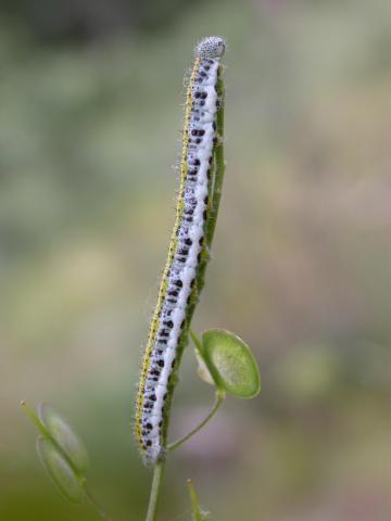image Oruga del género Anthocharis, Huesca