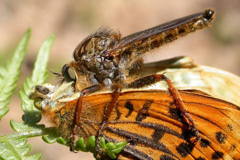 image Mosca asesina (Asilus sp.), Madrid