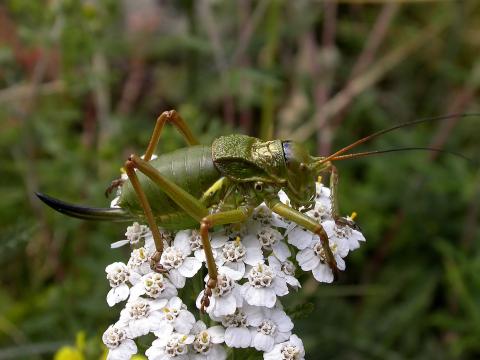image Chicharra alicorta (Ephippiger ephippiger), Huesca