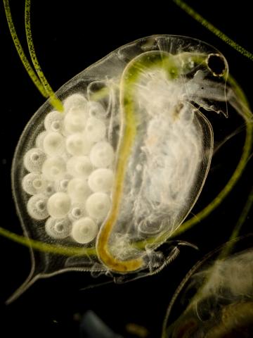 image Hembra de pulga de agua dulce (Daphnia sp.) con huevos en la cámara incubadora