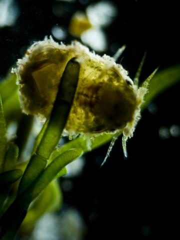 image Crustáceo isópodo marino (Isopoda sp.) 