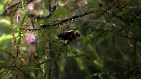 image Coleóptero acuático (Elmidae)