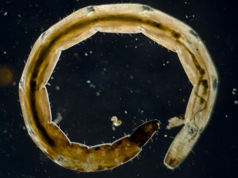 image Larva de díptero ceratopogónido (Ceratopogonidae) 