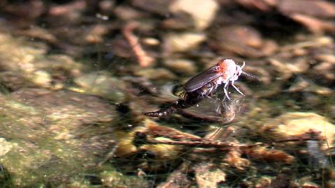 image Díptero ceratopogónido emergiendo del agua 5 (Ceratopogonidae) 
