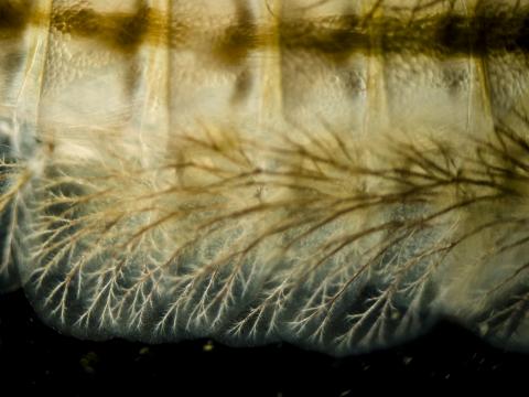 image Detalle de branquias de ninfa de efemeróptero (Baetidae)