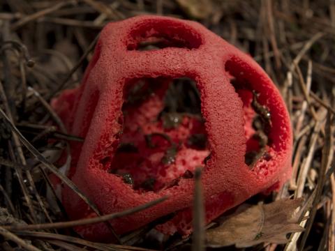 image Cuerpo fructífero de hongo (Clathrus sp.)