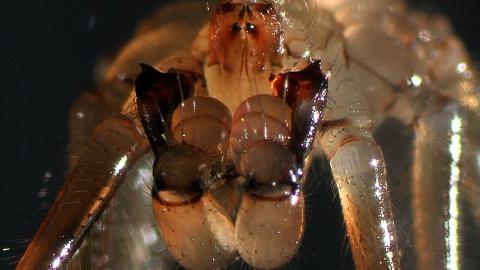 image Araña fólcida macho (Pholcus phalangioides) - Pedipalpos