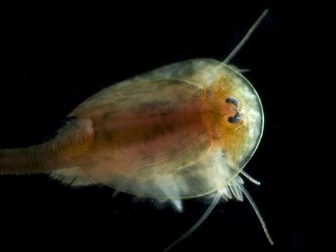 image Crustáceo notostraco (Triops cancriformis)