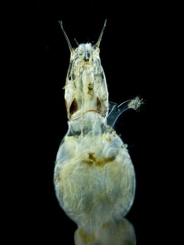 image Larva de mosquito quironómido (Chironomidae) en proceso de convertirse en pupa