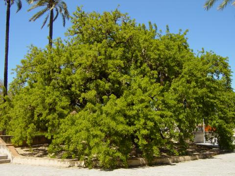 image Ombú en el huerto del Monasterio de La Cartuja de Santa María de las Cuevas, Sevilla