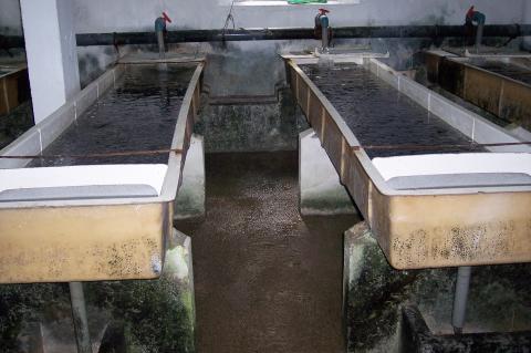 image Bañeras de una piscifactoría en paralelo