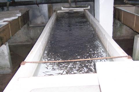 image Bañera de una piscifactoría con alevines