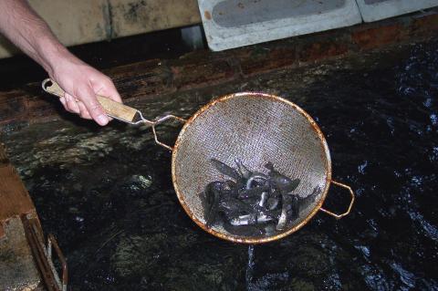 image Alevines de trucha mayores de un mes