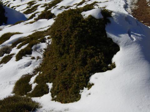 image Enebro rastrero, Sierra de las Nieves, Málaga