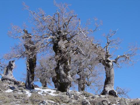 image Quejigos de alta montaña, Sierra de las Nieves, Málaga