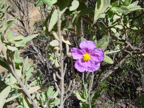 image Jaguarzo blanco, Desfiladero de Despeñaperros, Jaén