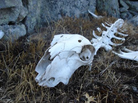 image Esqueleto de ovino