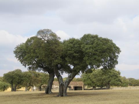 image Encina en la comarca de Sayago, Zamora