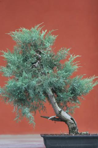 image Sabina rastrera (Juniperus sabina)
