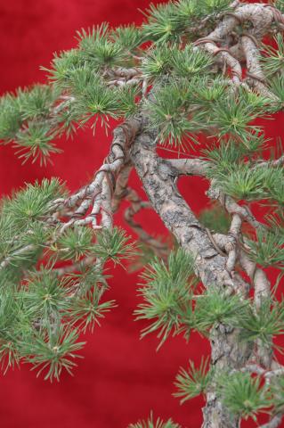 image Pino (Pinus communis)