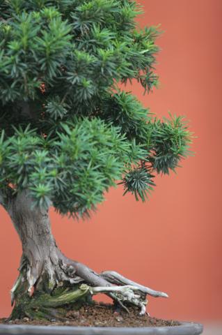 image Tejo (Taxus baccata)