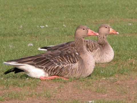 image Ánsares (Ánsar sp)