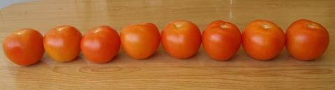 image 8 tomates