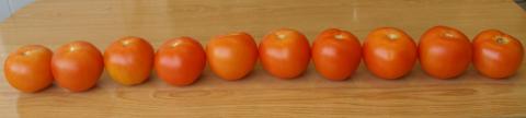 image 10 tomates