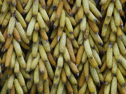 image Maíz