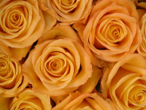 image Rosas amarillas