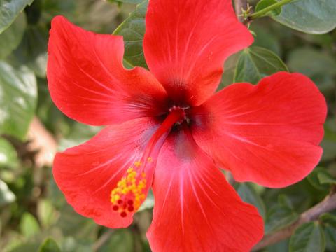 image Estambres y pistilos