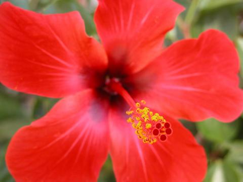 image Estambres y pistilos