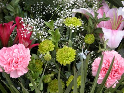 image Claveles y siemprevivas