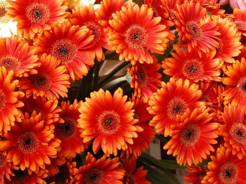 image Gerbera naranja