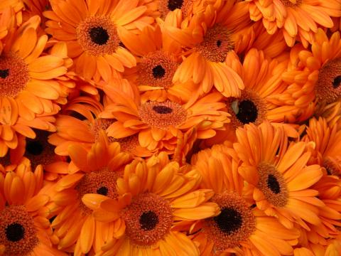 image Gerbera naranja