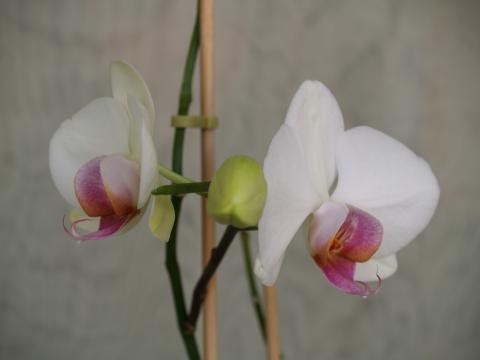 image Orquídea
