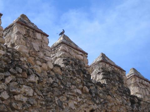 image Paloma en las murallas de Brihuega, Guadalajara