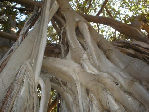 image Ficus gigante, Palermo, Sicilia