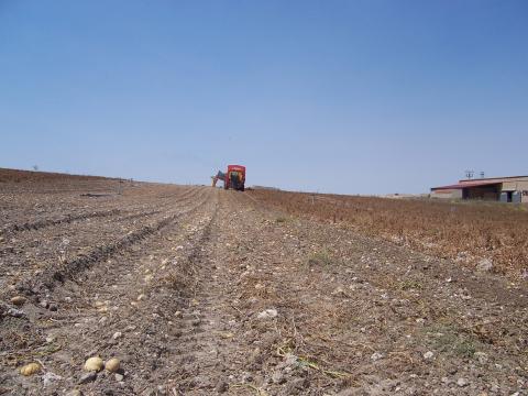image Máquina de recolectar patatas