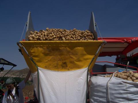 image Recolecta de patatas