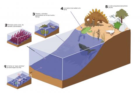 ilustracion Esquema de la evolución de la vida desde su origen hasta la conquista de la tierra