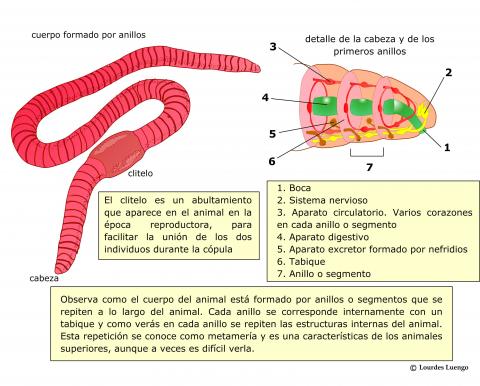 ilustracion Estructura y anatomía de los anélidos
