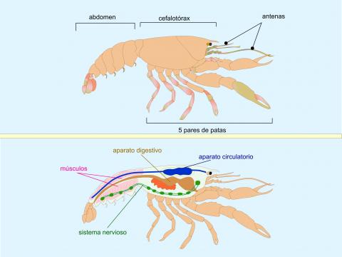 ilustracion Estructura y anatomía de los crustáceos
