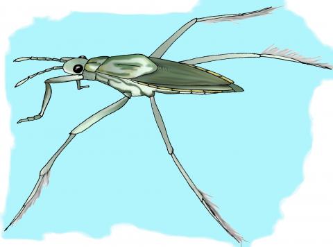 ilustracion Insecto zapatero (Pyrrhocoris apterus)