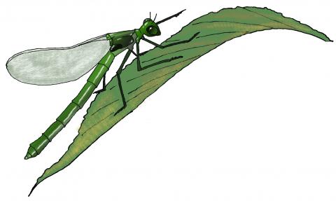 ilustracion Libélula (Anisoptera)