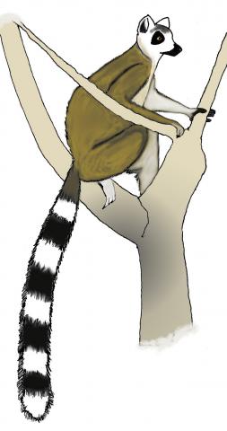ilustracion Lemur de cola anillada (Lemur catta)