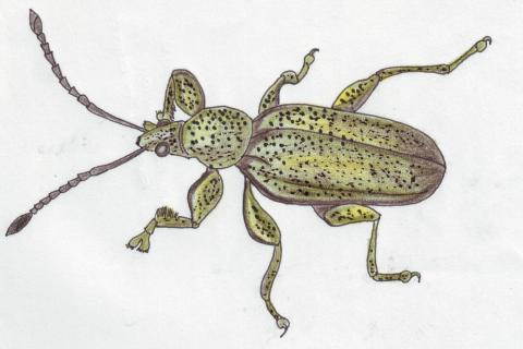 ilustracion Gorgojo (Curculionidae)